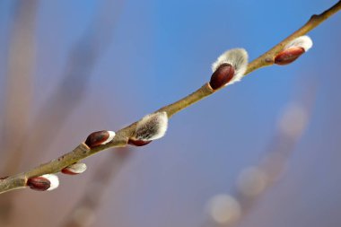 Pussy willow on the branch on blue sky background, blooming verba in spring forest. Palm Sunday symbol, catkins for Easter background