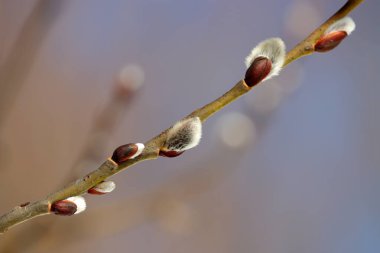 Pussy willow flowers on the branch on blurred background, blooming verba in spring forest. Palm Sunday symbol, catkins for Easter background