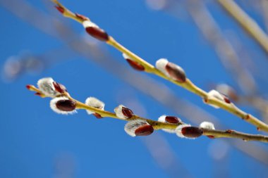 Pussy willow on the branch on blue sky background, blooming verba in spring forest. Palm Sunday symbol, catkins for Easter background