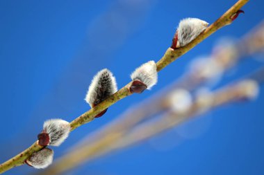 Pussy willow on the branch on blue sky background, blooming verba in spring forest. Palm Sunday symbol, catkins for Easter background