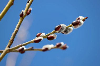 Pussy willow on the branch on blue sky background, blooming verba in spring forest. Palm Sunday symbol, catkins for Easter background