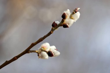 Pussy willow on the branch, delicate catkins in spring forest. Palm Sunday symbol, blooming verba for Easter background