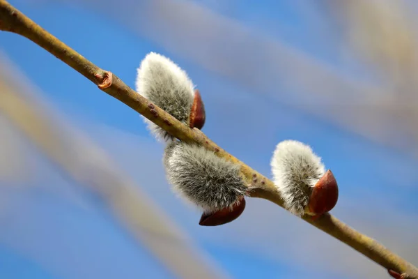 Pussy Weide Auf Dem Ast Auf Blauem Himmel Hintergrund Kätzchen — Stockfoto