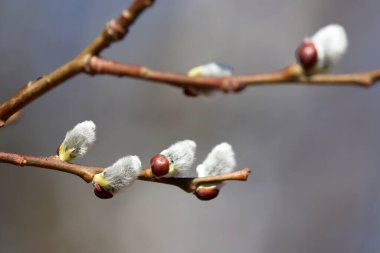 Pussy willow on the branches, catkins in spring forest close up