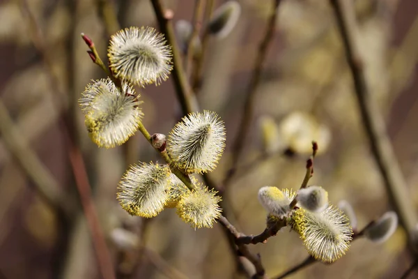 Weiden Blühen Auf Ästen Gelbe Kätzchen Frühlingspark Sonnenlicht — Stockfoto