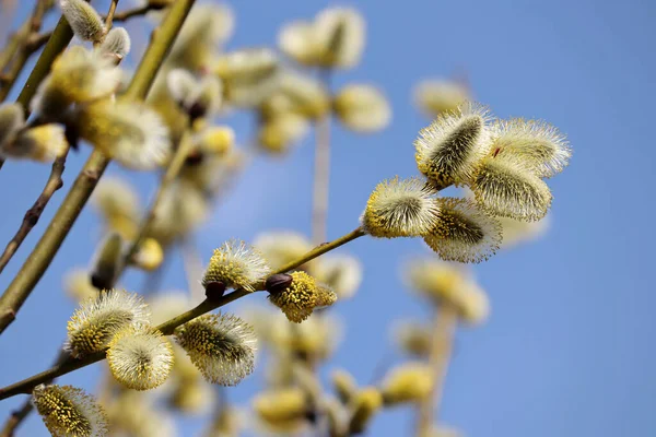 Pussy Willow Blooming Branch Yellow Catkins Spring Park Blue Sky —  Fotos de Stock