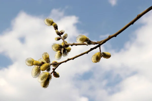 Pussy Willow Blooming Branch Yellow Catkins Spring Park Blue Sky —  Fotos de Stock