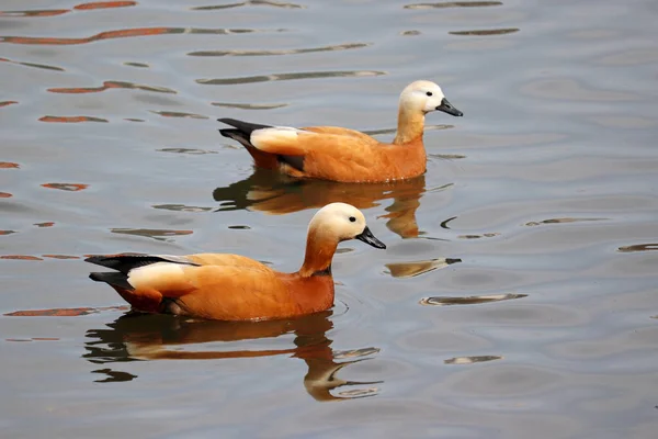 Casal Shelducks Tadorna Ferruginea Nadando Lago Patos Selvagens Machos Fêmeas — Fotografia de Stock