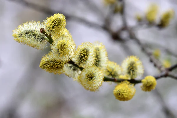 Pussy Willow Blooming Tree Branches Yellow Catkins Spring Park Allergenic —  Fotos de Stock