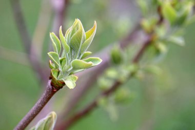 Bahar mevsimi, ağaç dalında yeşil tomurcuklar ve taze yapraklar. Genç doğa ormanda uyanıyor.