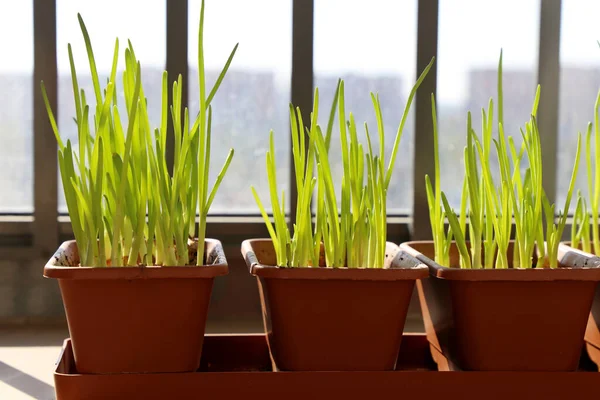 Green onion shoots in pots on the balcony on the city background. Growing plants at home