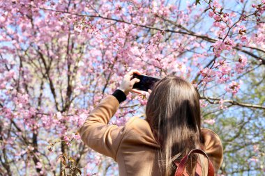 Akıllı telefon kamerasındaki kız fotoğrafları Japon bahçesindeki sakura çiçekleri. İlkbaharda kiraz çiçeği mevsimi