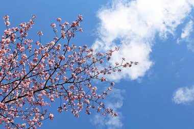 Mavi gökyüzü ve beyaz bulutların arkasındaki bir dalda pembe sakura çiçekleri. Bahar Japon bahçesinde kiraz çiçeği