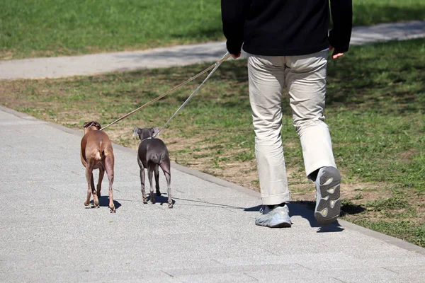 Man walking two dogs in a park. Concept of dog sitter, care for pets