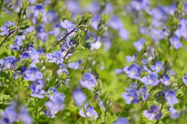 Veronica Chamaedry 'nin mavi çiçekleri yeşil çimlerde, çiçekli arka planda. Yaz çayırı, doğanın güzelliği.