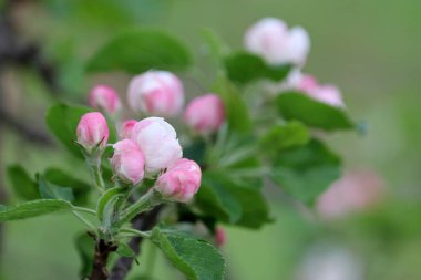Bahar bahçesindeki bir dalda elma çiçeği. Yapraklı pembe tomurcuklar
