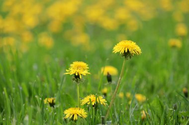 Yeşil çimlerde çiçek açan karahindiba çiçekleri. Sarı kır çiçekleriyle ilkbahar çayırı