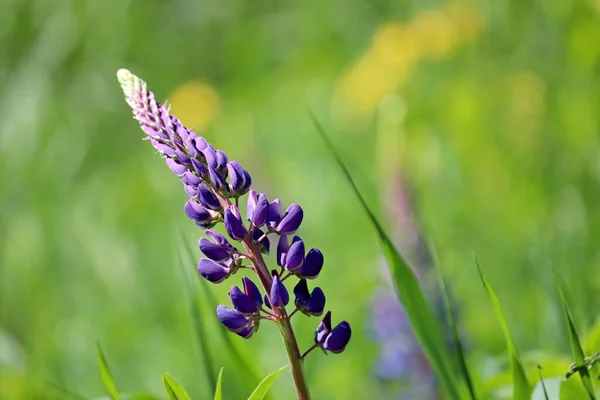 Lupinenblüten Blühen Auf Einer Sommerwiese Wildblumen Grünen Gras Natur Hintergrund — Stockfoto