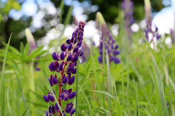 Lupine Flowers Blooming Summer Meadow Purple Wildflowers Green Grass Nature — Zdjęcie stockowe