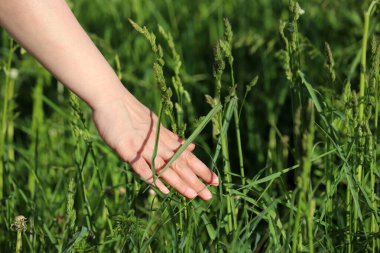 Kadın eli, yaz otlağındaki çimlere dokunur. Yeşil doğanın tadını çıkaran kadın, çevre, tatil ve özgürlük kavramı