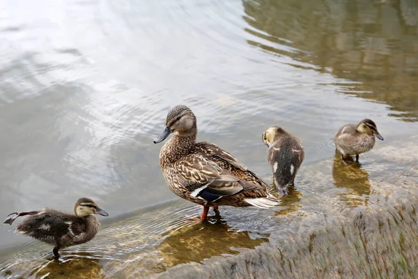 Pato Mallard Com Três Patinhos Salpicando Água Pato Selvagem Fêmea — Fotografia de Stock