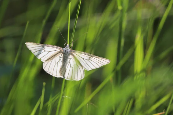Male Cabbage Butterfly Pieris Brassicae Green Grass Summer Meadow — Stock Photo, Image
