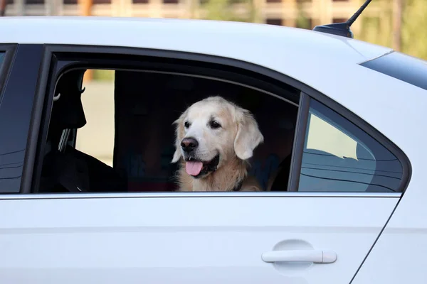 Köpek arabanın camından dışarı bakar. Evcil bir hayvanla yolculuk, yazın sıcak hava.