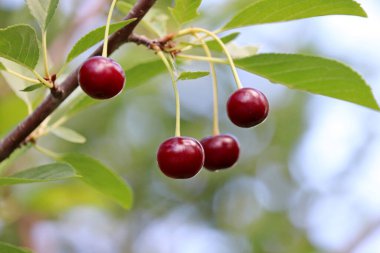 Ağaç dalında olgun kiraz meyveleri. Yaz bahçesinde kırmızı kirazlar
