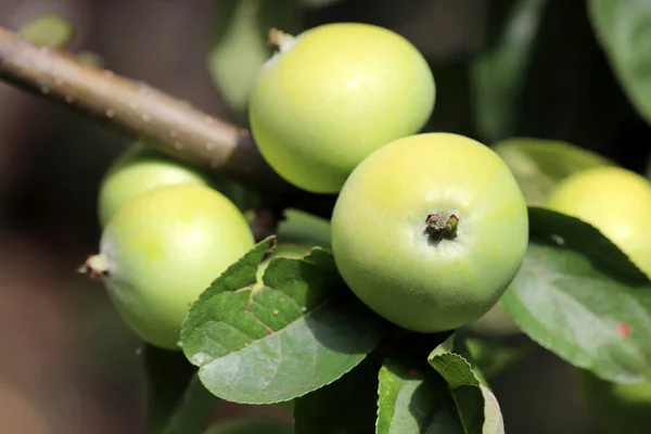 Zielone Jabłka Rosnące Drzewie Letnim Ogrodzie Dojrzewające Owoce Wiszące Gałęzi — Zdjęcie stockowe