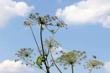 Mavi gökyüzü ve bulutların arkasındaki dev yaban domuzu Sosnowski. Yazın çiçek açan insanlar için tehlikeli bir bitki.