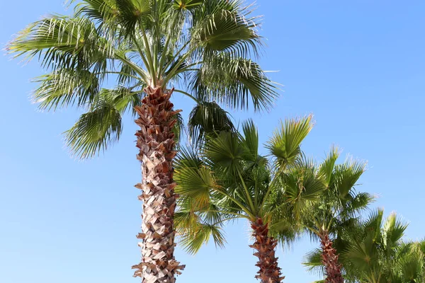 Tropischer Urlaub Palmen Vor Blauem Himmel Sommerurlaub Paradies Natur — Stockfoto