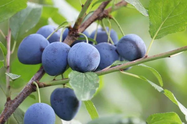 Plums Tree Branch Green Leaves Growing Blue Plum Fruits Summer — Stock Photo, Image