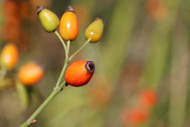 Çalıların üzerinde gül üzümü. Olgun ve olgunlaşmamış Briar meyveleri bulanık arka planda, şifalı bitkiler