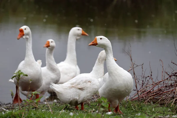 Gansos Brancos Grama Verde Uma Costa Lago Aves Capoeira Pasto — Fotografia de Stock