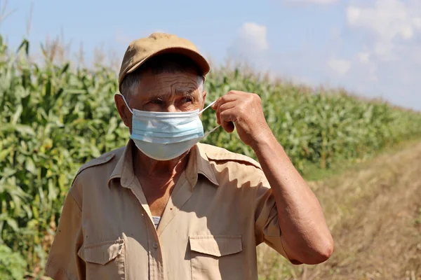 Old farmer removing the protective face mask standing on corn field. Concept of life and work in village, safety during coronavirus pandemic