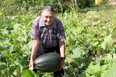 Balkabağı ekili mutlu yaşlı adam. Bahçede kabak toplayan yaşlı çiftçi, iyi hasat.
