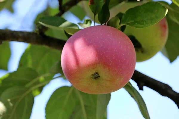 Czerwone Jabłka Rosnące Drzewie Ogrodzie Tle Nieba Dojrzewające Owoce Wiszące — Zdjęcie stockowe