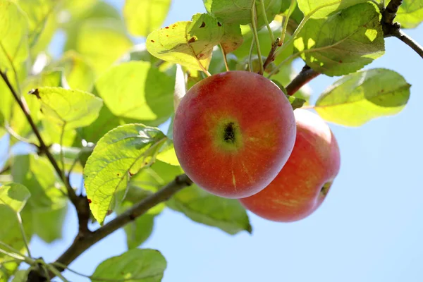 Czerwone Jabłka Rosnące Drzewie Ogrodzie Tle Nieba Dojrzewające Owoce Wiszące — Zdjęcie stockowe