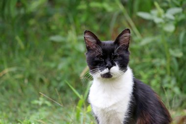 Beyaz boyunlu kara kedi çimenlerin üzerinde hor görülmüş bir şekilde oturuyor. Açık havada evcil hayvan portresi