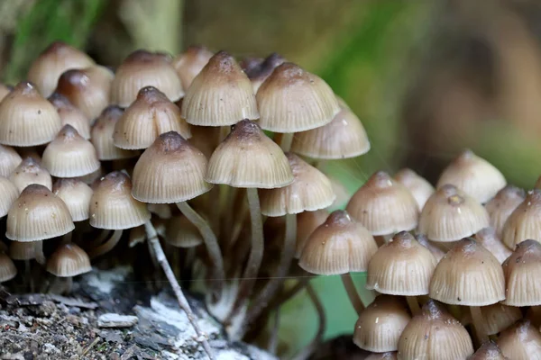 Champignons Psilocybe Sur Une Souche Arbre Dans Forêt — Photo