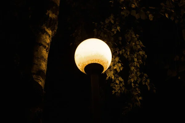 暗闇の中の提灯は木の葉を照らす — ストック写真