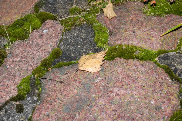 古い石の上の緑の苔と黄色の葉を閉じる — ストック写真