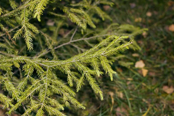 Groene Sparren Takken Het Bos Close Macro Foto — Stockfoto