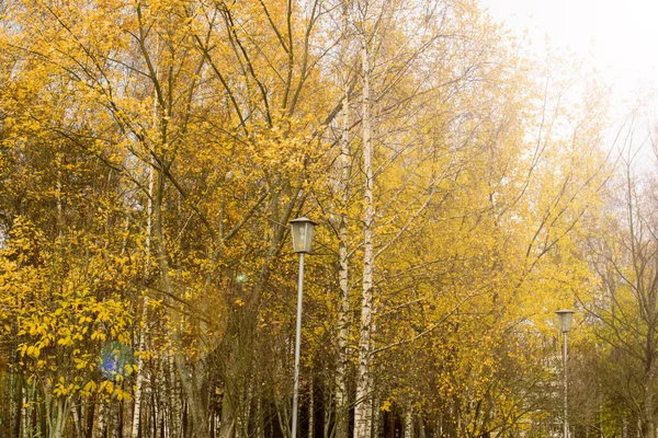 Gele Bomen Het Herfstbos Het Zonlicht Van Dichtbij — Stockfoto