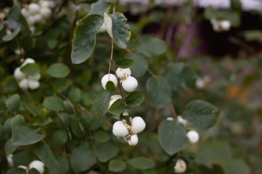 İnce yeşil yapraklar ve beyaz böğürtlen