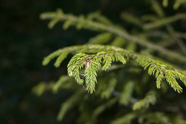 초록 가문비나무 가지를 클로즈업, 매크로 사진 — 스톡 사진