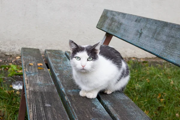 ベンチにグレーと白の子猫 — ストック写真