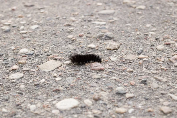Black fluffy caterpillar on asphalt close up — Stock Photo, Image