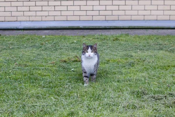 緑の草の上に灰色の野良猫を閉じる — ストック写真