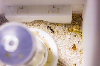 Karıncalar formikaride yapıcı yapıyı kapatır